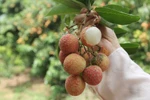 Le litchi « thieu » de Luc Ngan (Bac Giang) à la conquête de marchés exigeants