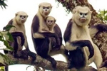 Efforts pour conserver une espèce de primate rare à Ha Giang
