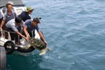 Une tortue imbriquée (nom scientifique Eretmochelys imbricata) est relâchée en mer. Photo : VNA