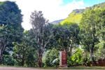 Les théiers Shan Tuyêt dans la province de Dien Bien 