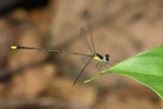 Une nouvelle espèce de demoiselle découverte dans le Centre du Vietnam