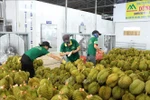 Pour exporter 54 - 55 milliards de dollars de produits agricoles, forestières et halieutiques