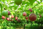 Dak Lak se prépare à exporter le fruit de la passion vers la Chine