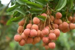 Le litchi « thieu » de Luc Ngan bénéficie de la protection des indications géographiques au Japon