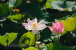 En été, rendez-vous au bord de l’étang de lotus près de la cave Mua à Ninh Binh