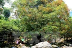 48 animaux rares libérés dans le parc national Phong Nha-Ke Bang