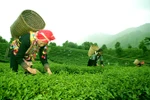 La province de Lai Chau renforce l’exploitation du tourisme