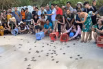 Lancement des propositions de recherche sur la conservation des tortues marines