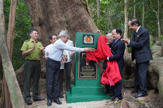 La VACNE a décerné le 28 novembre un certificat de reconnaissance de 24 arbres du patrimoine national au comité de gestion du parc national de Côn Dao. VACNE.jpeg