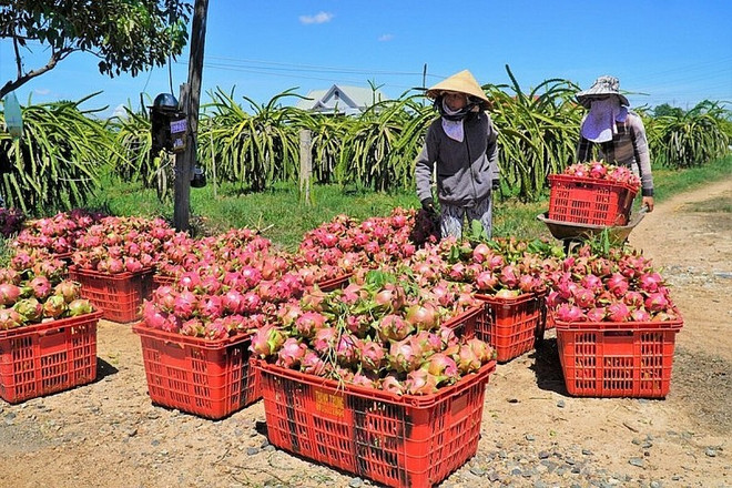Le fruit du dragon est l'un des produits d'exportation phares du Vietnam vers la Chine. Photo: VNA fruit du dragon.jpg