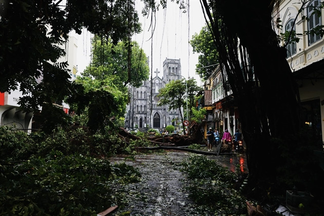 L'un des deux arbres centenaires près de la cathédrale Saint-Joseph dans le vieux quartier de Hanoi qui n'a pas pu résister à la fureur du typhon. Photo : VNS St. Joseph's Cathedral.jpg