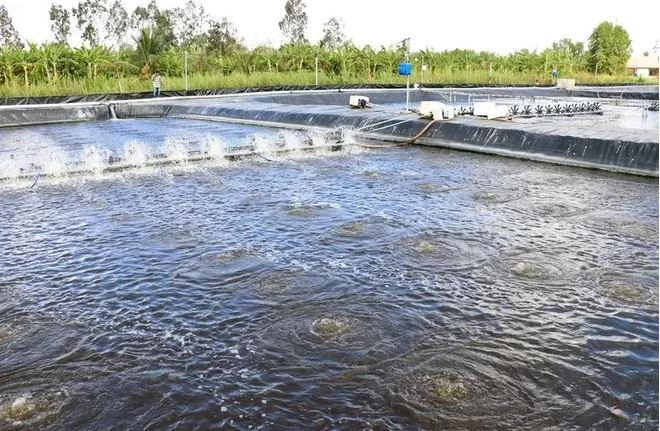 Cà Mau promouvra des modèles de production appropriés appliquant une technologie de pointe pour améliorer la productivité, la production et la qualité. Photo : VNA crevette.JPG