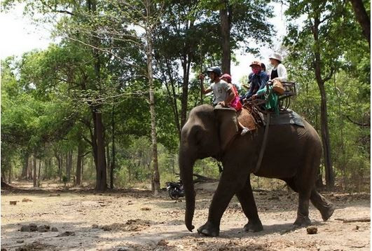 Touristes visitant le parc national de Yok Don à dos d'éléphant. Photo: VNA yok don vna.JPG