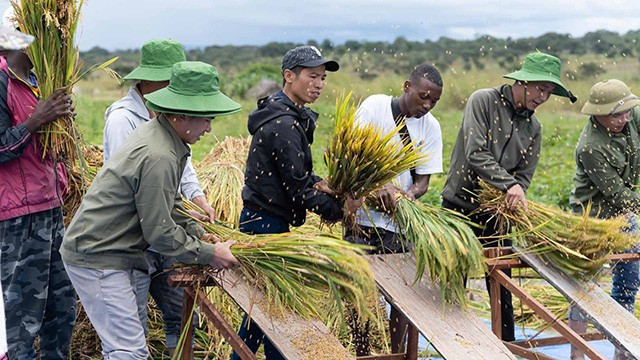 Les habitants angolais et Team Africa récoltent le riz et tiennent dans leurs mains les fruits qu'ils avaient semés. Photo : baoquocte.vn Team Africa.jpeg