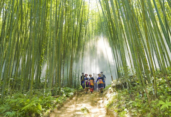 La forêt de bambous Pù Lâu, avec ses milliers de bambous droits et hauts, offre un cadre idéal pour des photos et des moments de détente. Photo : Petrotimes forêt de bambous Pù Lâu.jpg