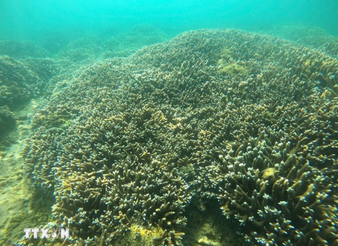 Le récif corallien de la baie a montré des signes de restauration. Photo: VNA récifs.jpg