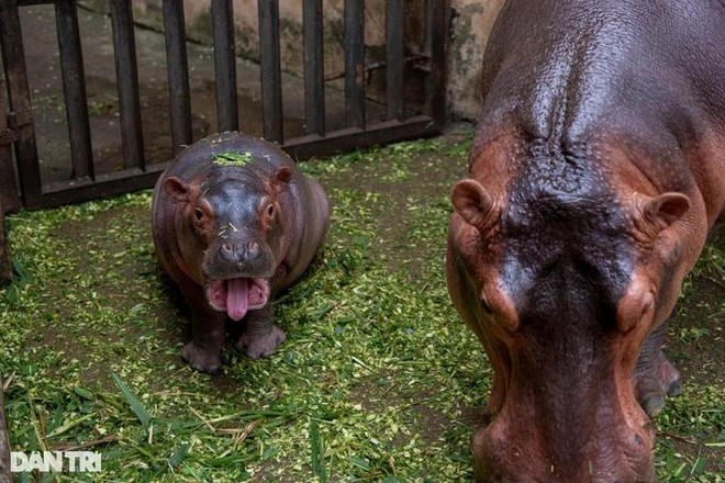 La gentillesse de l’hippopotame nouveau-né au zoo de Hanoi saura certainement conquérir le cœur de tous ceux qui viendront le voir. Photo: Dân Tri petit hippo Dan Tri.webp