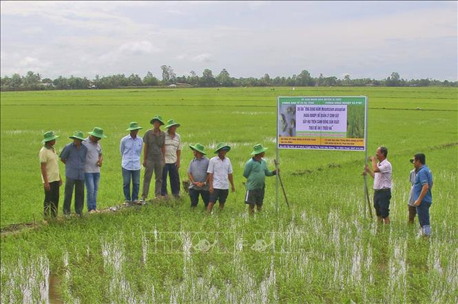 Le district de Vi Thuy, dans la province de Hâu Giang, produira une zone de riziculture spécialisée de haute qualité à faibles émissions d'environ 6.000 hectares d'ici 2025. Photo: VNA hau giang.jpg