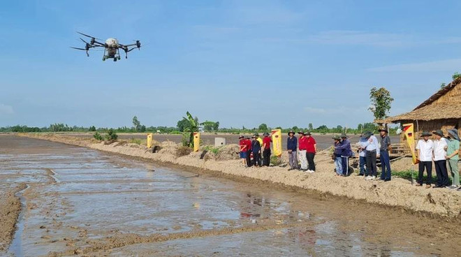 La production de riz selon le modèle de culture alternée inondée-sèche sera mise en œuvre dans le district de Châu Thành A. Photo : nhandan.vn production de riz.webp