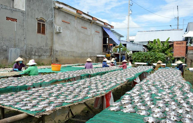 Le séchage de poissons au soleil dans un établissement de la commune de Phu Tho, commune de Tam Nông, province de Dông Thap. Photo: VNA nhu hang.webp