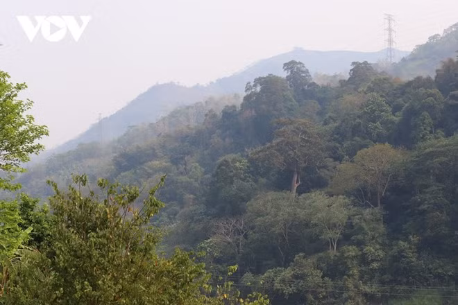 La forêt du général Vo Nguyên Giap..jpg