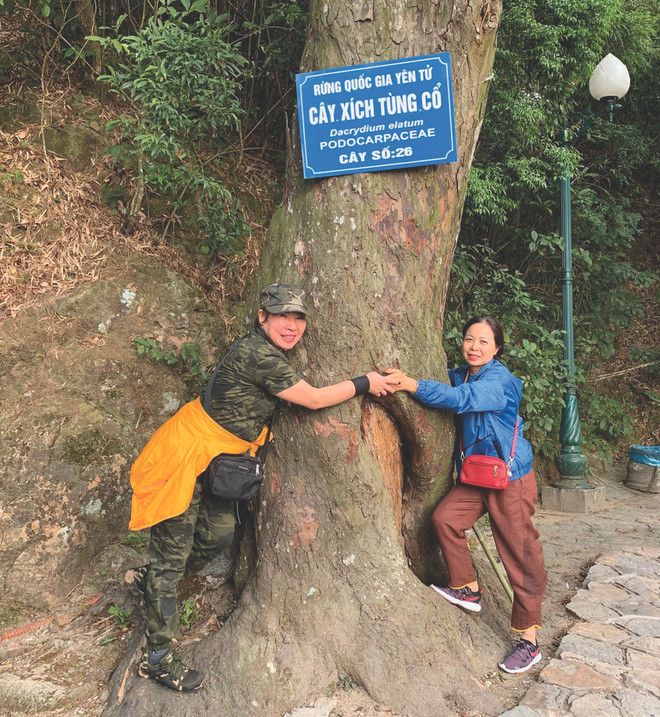 Deux touristes au pied d’un ancien xich tùng dans la forêt nationale de Yên Tu, à Quang Ninh. Photo : CTV/CVN ancien xich tùng.jpg