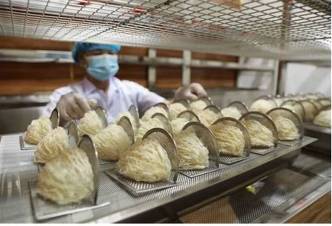 Les nids de salanganes représentent un met particulièrement apprécié en Asie et l’un des ingrédients pour la cuisine les plus chers au monde. Photo : VNA nids de salanganes.jpg
