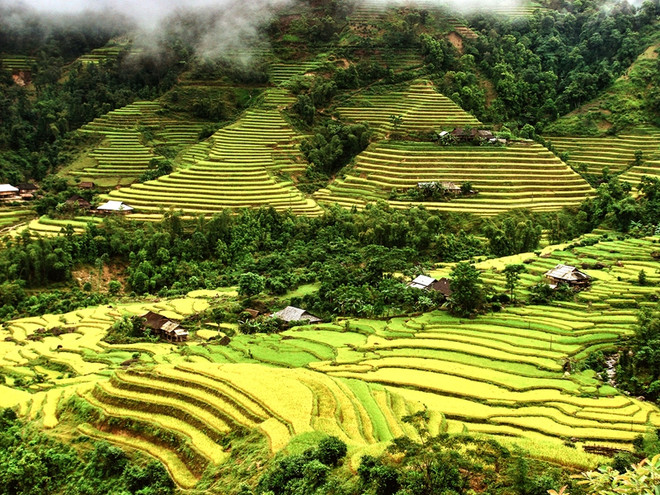 La beauté des rizières en terrasse de Hà Giang à la saison du riz mûr. Photo: CPV rizières en terrasse de Ha Giang.jpg
