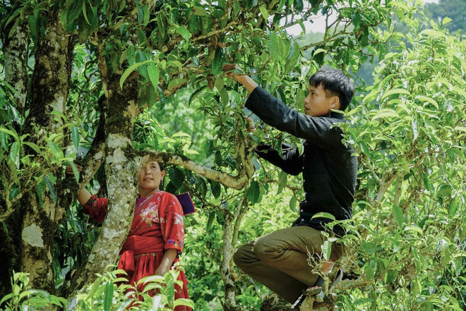 Récolte du thé Shan Tuyêt. Photo : VNA récolte thé.jpg