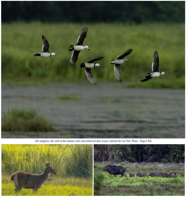 Des sangliers, des cerfs et des oiseaux rares sont préservés dans le parc national de Cat Tien. Photo : Tang A Pâu cat tien faune.JPG