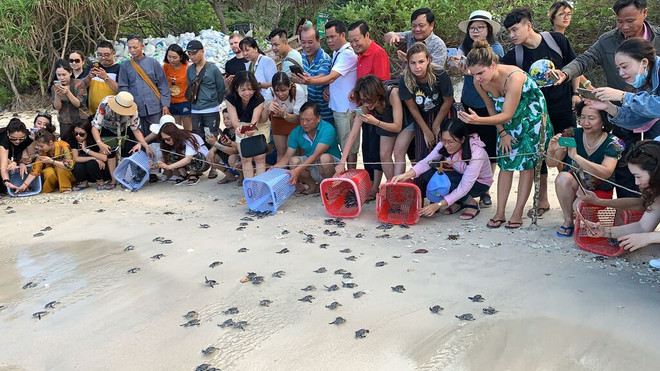 Petites tortues de mer regagnant la mer sous l'oeil des touristes au Parc national de Côn Dao. Photo: VNA Parc national de Côn Dao.jpg