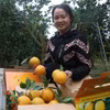 Des oranges destinées à l'exportation. Photo: VNA