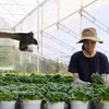 Récolte de légumes dans une exploitation agricole sous serre certifiée VietGAP à Da Lat, destinés aux marchés national et international. Photo: VNA
