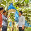 Les nouvelles technologies variétales, moteur de la montée en gamme de l’agriculture vietnamienne. Photo: VNA