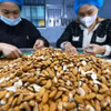 Tri et transformation d’amandes destinées à l’exportation à l’usine de Gold Tree Food Vietnam Co., Ltd. (entreprise à capitaux 100 % chinois), située dans la zone industrielle de Tu Ha, à Huê. Photo: VNA