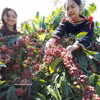 Le café figure parmi les principaux produits d’exportation du Vietnam affichant une forte croissance. Photo: VNA