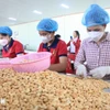 Pour la première fois, les exportations vietnamiennes de noix de cajou ont dépassé le seuil de 5 milliards de dollars. Photo: VNA