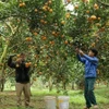 Les habitants de la province de Hoa Binh récoltent des oranges. Photo: VNA