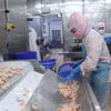 Application des technologies à la production de crevettes destinées à l’exportation à Ca Mau. Photo: VNA