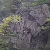 Des langurs de Delacour, espèce de primate rare et endémique du Vietnam, observés dans la Réserve naturelle des zones humides de Vân Long, province de Ninh Bình.