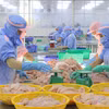 La filière du pangasius de la province d’An Giang s’oriente vers une croissance durable. Photo: VNA