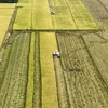 Récolte mécanisée du riz dans les champs dorés à An Giang. Photo: VNA