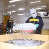 Une entreprise de la province de Ca Mau applique des technologies modernes à l’élevage de crevettes afin d’améliorer la productivité et la qualité de sa production. Photo: VNA