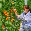Utilisation de la haute technologie dans une ferme agricole durable. Photo: VNA