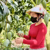 Les mangues de la province d’An Giang séduisent de nombreux marchés exigeants. Photo: VNA