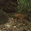Première réapparition du dhole en milieu naturel depuis plus de 20 ans au Vietnam. Photo: VNA
