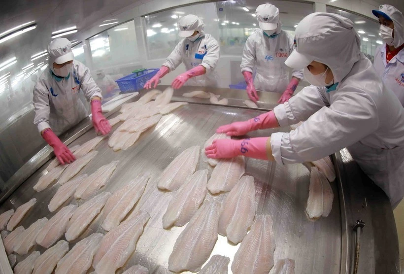 Congélation de filets de poisson-chat destinés à l'exportation dans une usine du groupe Sao Mai. (Photo : VNA) 