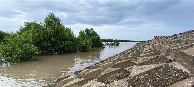 À Ca Mau, une digue maritime protège les forêts côtières, contribuant à la formation de vasières et à la réduction de l'érosion. (Photo : VNA) 