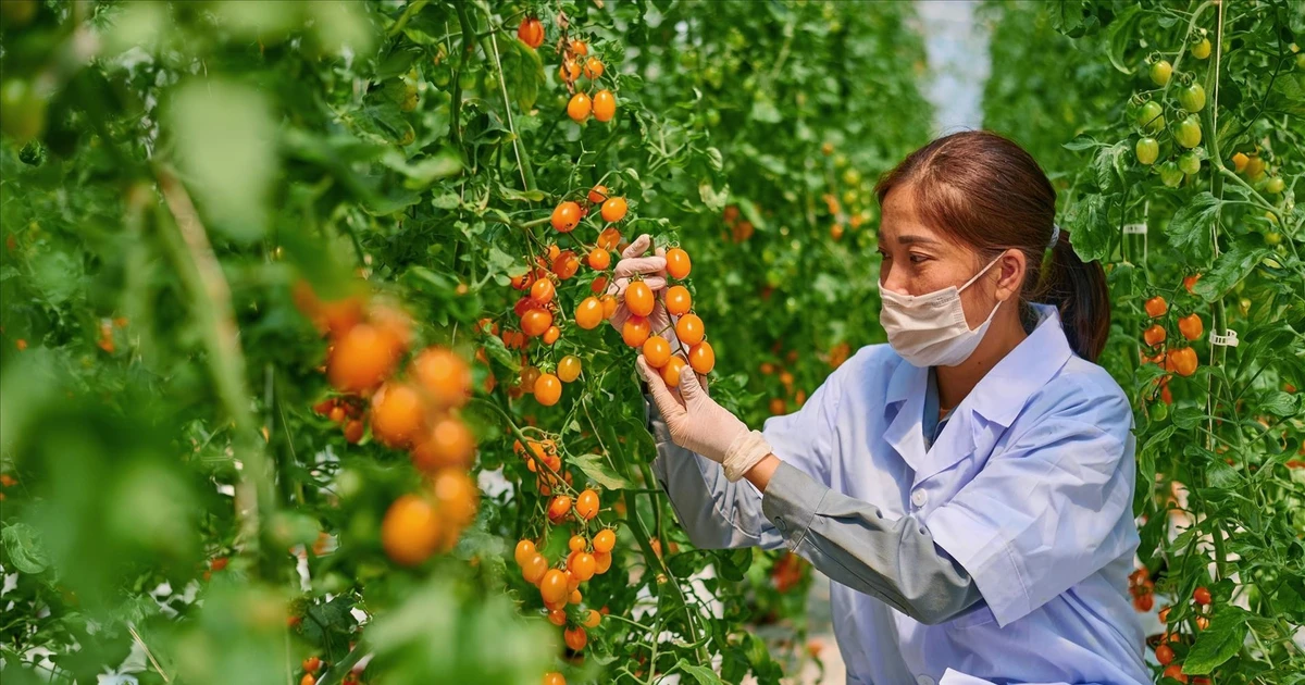 Utilisation de la haute technologie dans une ferme agricole durable. Photo : VNA. 