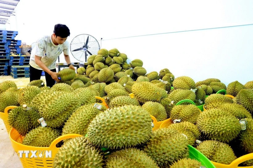Des durians destinés à l'exportation sont rassemblés dans un entrepôt de fruits du district de Tan Phu, province de Dong Nai. Photo : VNA. 